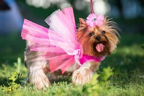 emerald green dog dress|dog dresses pink.